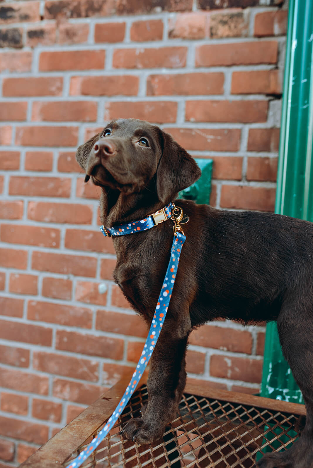 Lab dog collars discount
