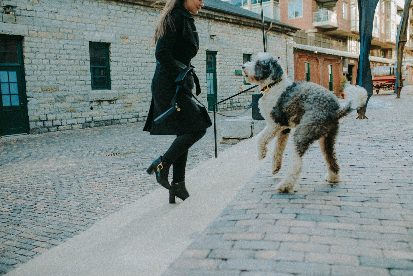 Sheepadoodle Dog is wearing a black collar and leash with gold while walking with woman wearing all black on cobblestone road