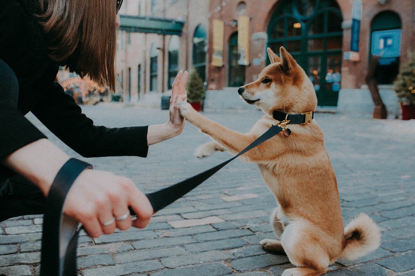 Red Shiba Inu puppy high-five while wearing a black and gold dog leash and collar on cobblestone street in Toronto